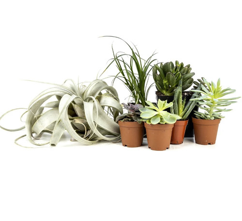 Large desert plant - large, 48x18