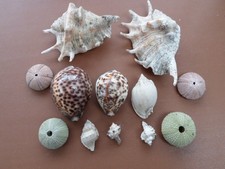 MIX LOT OF 12  SEASHELLS CONCH