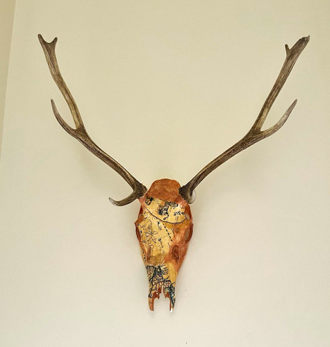 Taxidermy deer mammal skull - taxidermy,