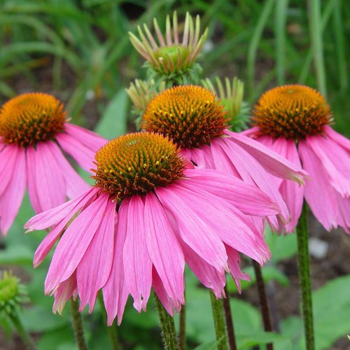 Echinacea purpurea bravado - echinacea,