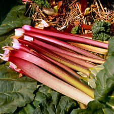 Rhubarb Victoria | Grow Your Own | Ready to Plant Bare Root Vegetable Crown