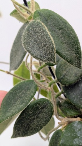 Hoya thomsonii - hoya,