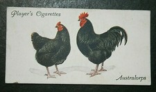 AUSTRALORPS   Chickens