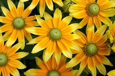 Flower - Rudbeckia - Prairie