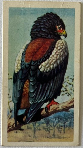 1961 brooke bond tropical - 1961,