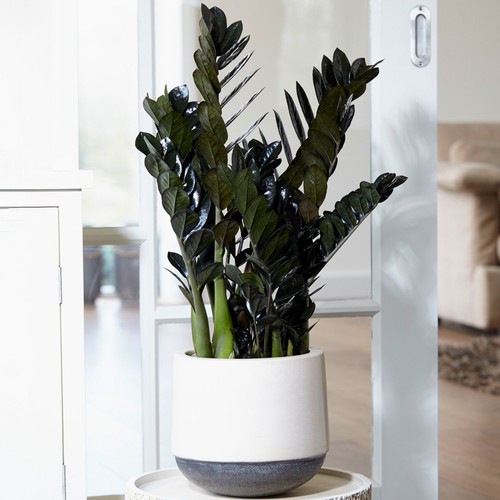 Zamioculcas raven - x,