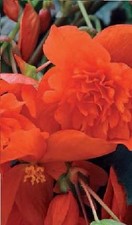 Flower - Begonia -