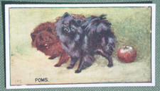 POMERANIAN   Vintage 1924 Illustrated Dog Card