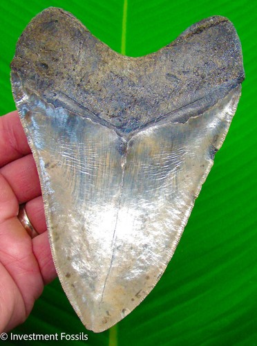 Megalodon shark tooth - shark,