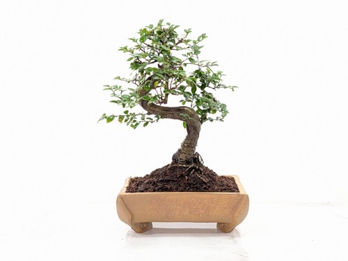 Bonsai chinese elm - bonsai,