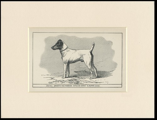 Smooth fox terrier - fox, vintage