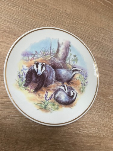 Wildlife britain badger - britain,
