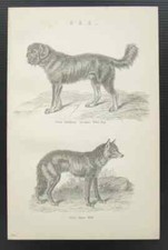 Wolf & Tibetan Mastiff Dog - Original 1880s Antique Black & White Print