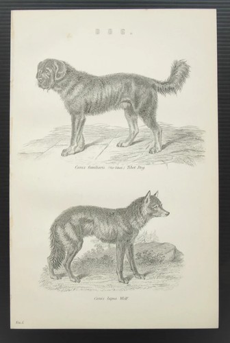 Wolf tibetan mastiff - &,