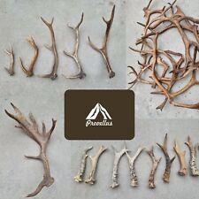 Fresh Wild Antlers Roe Deer Fallow Deer Reindeer Red Deer Antler Chew Bone S-XXL