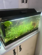 ClearSeal 64L Aquarium VERY RARE INHABITANTS Elassoma Pygmy Sunfish & shrimp