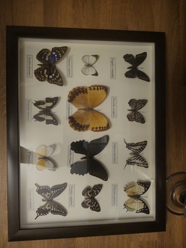 Taxidermy set butterfly - set,