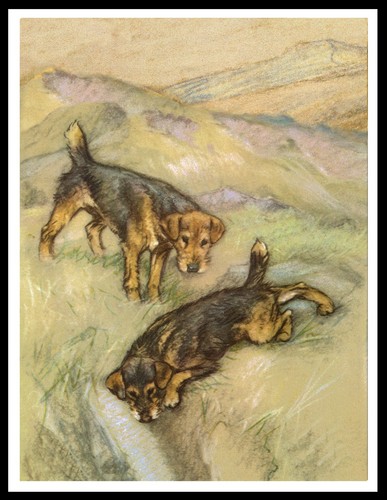Lakeland terrier dogs vintage - lakeland,