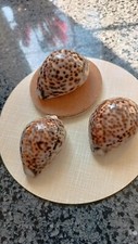 3 x TIGER COWRIE/CYPREA TIGRIS POLISHED SEA SHELLS  - 3" L  / 2" H