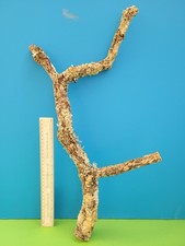 Cork bark branch - 59cm, snake