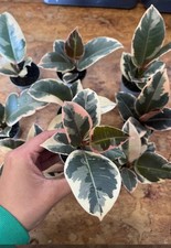 Rubber plant ficus elastica - plant,