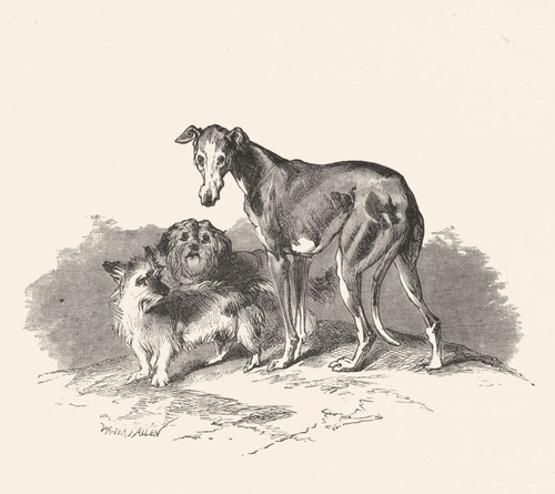 Dogs eos cairnach dandie - eos,,