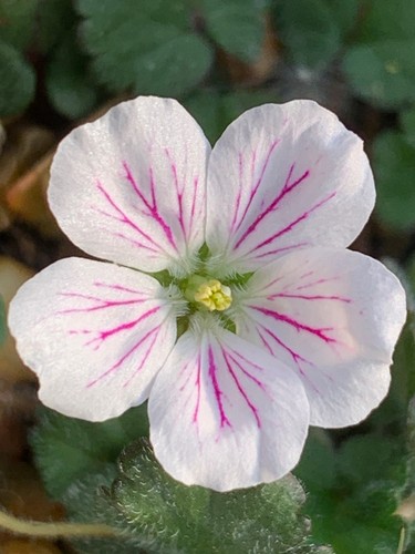 Erodium reichardii album in - reichardii,