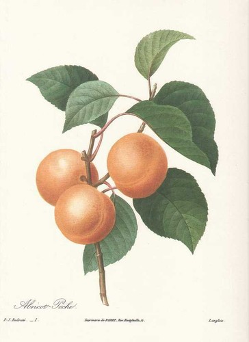 Prunus armeniaca apricot - armeniaca,