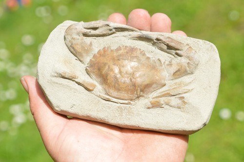 Lovely rare fossil - ,