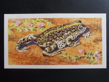 No.49 THE NATTERJACK TOAD -