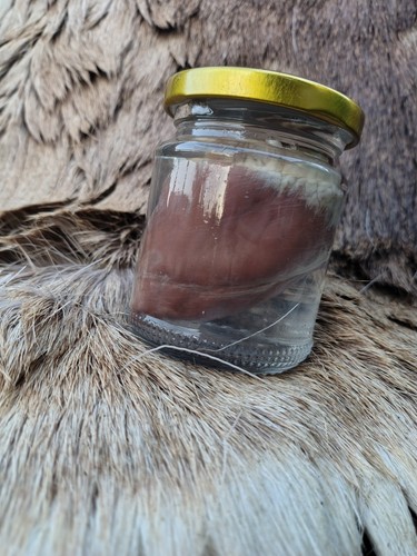 Taxidermy wet specimen - wet, deer