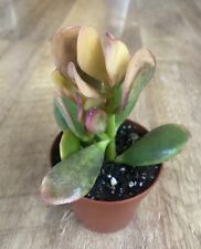 Crassula Ovata ‘Sunset’