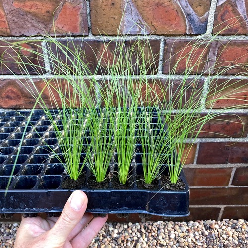 Feather grass plug plants - x,