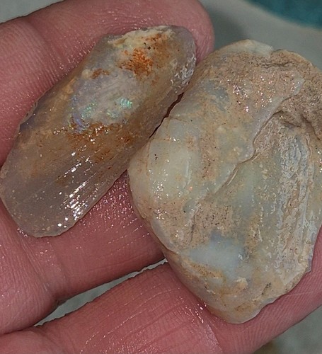 Australian opalized shell - opalized,