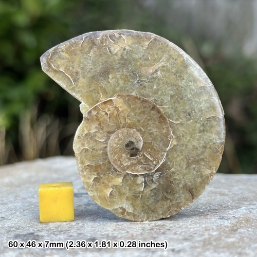 Polished ammonite fossil half