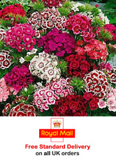 400 x SWEET WILLIAM INDIAN