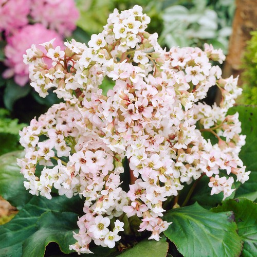 Bergenia bressingham white - white,