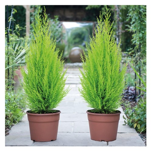 Beautiful italian cypress - beautiful,