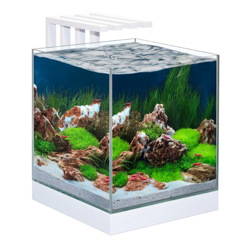 Ciano shrimp small fish - &,