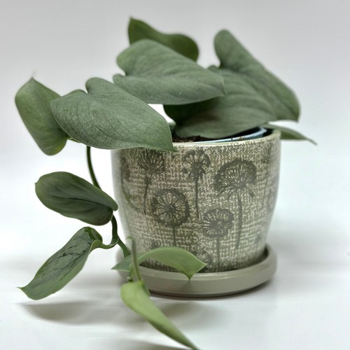Dandelion ceramic planter pot - dandelion,