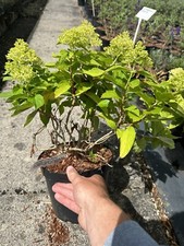 Hydrangea paniculata little - hydrangea,