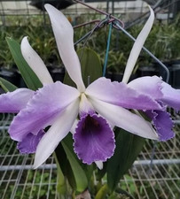 cattleya CCG Roebling 'Blue
