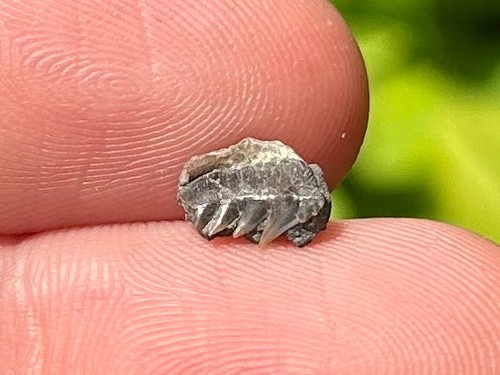 Fossil cow shark tooth - fossil,