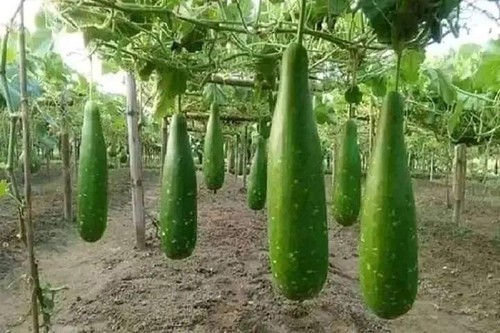 100 genuine bangladeshi - 🌼,