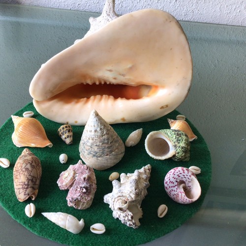 Job lot seashells - ,
