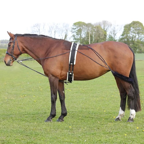 Equestrian lunging system - equestrian,