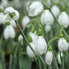 X3 Galanthus Elwesii Snowfox