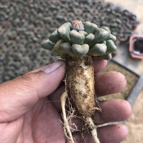2cm succulent plant aloinopsis - 2cm,