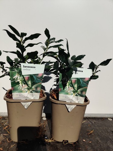 Sarcococca confusa upright - sarcococca,