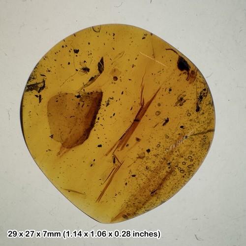 Burmese cretaceous amber - , with